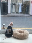 냥이는꿀꿀