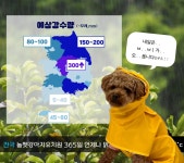 놀펫강아지유치원애견호텔서울애견유치원 성북본원