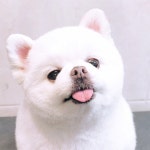 댕댕몽 애견미용&호텔