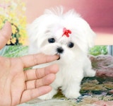 REAL DOGS 강아지분양 일산본점