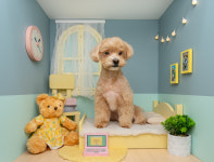 3355스튜디오 제품 인물 강아지사진 셀프촬영 작가촬영