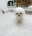 퍼피블리