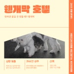 웬만해선 개들을 막을 수 없다