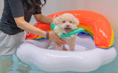 애견풀빌라 포레스트258