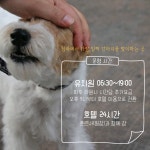 웬만해선 개들을 막을 수 없다