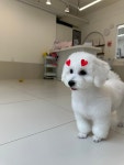 헤이멍멍애견미용호텔