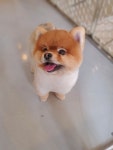 슈나우펫