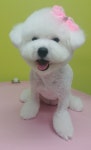 반짝이는그루밍하우스