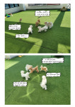 꽃피는견생 인천애견유치원