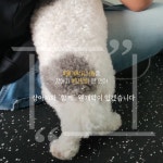 웬만해선 개들을 막을 수 없다