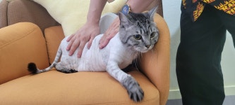 고양이 무마취 미용 냥털도둑