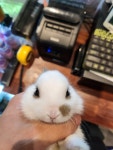크레이쥬