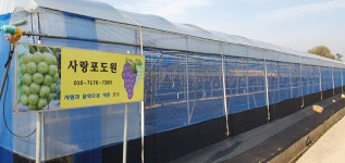 사랑포도원