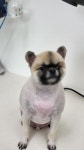 우리동네 멍뭉살롱