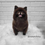 퍼피바스데이
