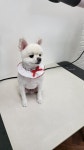 우리동네 멍뭉살롱