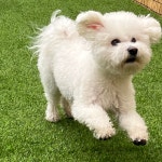 솔솔애견유치원