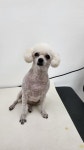 우리동네 멍뭉살롱