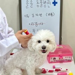 솔솔애견유치원