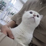 고양이미용실냥냥박사