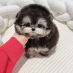 비비퍼피 강아지분양 고양이분양 일산본점