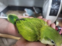 크레이쥬