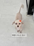 소중하개