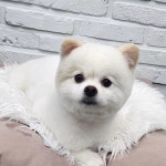 우리몽
