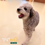 털로덮인친구들 서울상도점