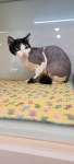 아토냥