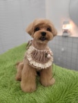 꽃단장애견미용실