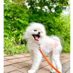 털로덮인친구들 서울상도점