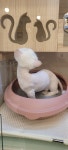 아토냥