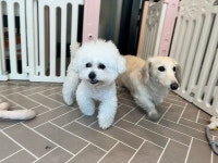 안녕펫 애견 호텔 애견 미용