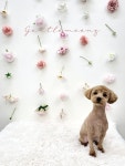 젠틀멍