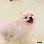털로덮인친구들 서울상도점