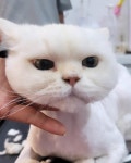 아토냥