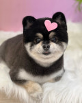 와와살롱