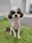 꽃단장애견미용실
