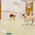 털로덮인친구들 서울상도점