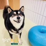털로덮인친구들 서울상도점