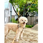 털로덮인친구들 서울상도점