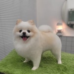 꽃단장애견미용실