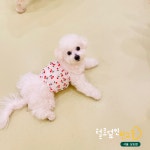털로덮인친구들 서울상도점