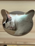 프리멍샵애견미용