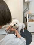 예쁠수밖개