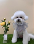 예쁠수밖개