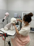 디어퍼피