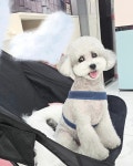 예쁘개해줄개