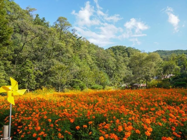 피노카페 천안